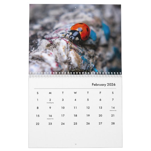 Ladybugs [1] Wall Calendar Kalender (Feb 2026)