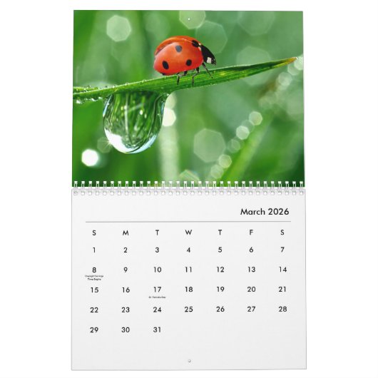 Ladybugs [2] Wall Calendar Kalender (Mar 2026)
