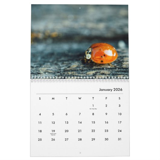 Ladybugs [2] Wall Calendar Kalender (Jan 2026)