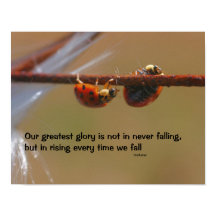 Ladybugs Attitude Inspirerend Confucius Quote