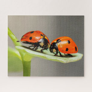 Ladybugs Beetles Jigzaag Puzzle Legpuzzel