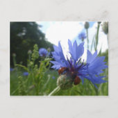 Ladybugs-bijeenkomst over het Briefkaart van Cornf (Voorkant)