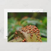 Ladybugs Briefkaart (Voorkant / Achterkant)