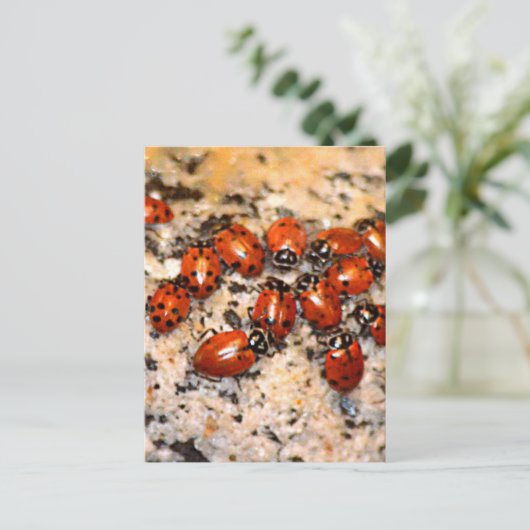 Ladybugs Briefkaart (Staand voorkant)