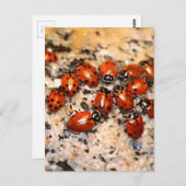 Ladybugs Briefkaart (Voorkant / Achterkant)