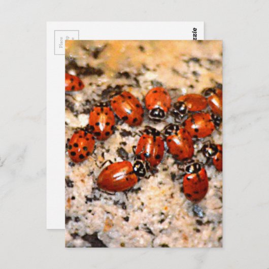 Ladybugs Briefkaart (Voorkant / Achterkant)