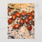 Ladybugs Briefkaart (Voorkant)