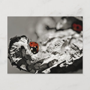Ladybugs-Briefkaarten Briefkaart