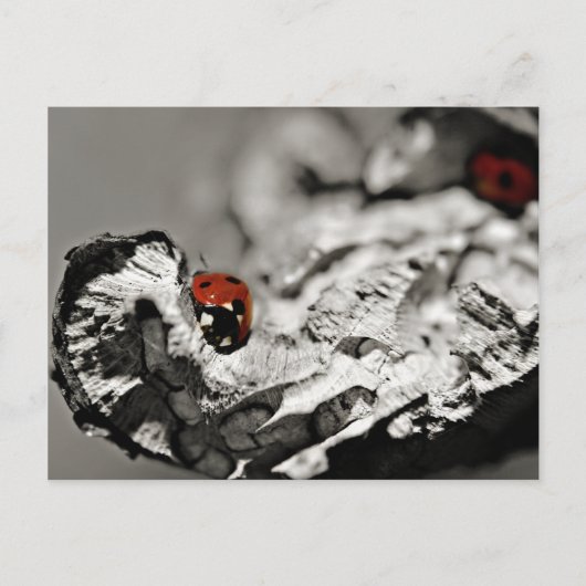 Ladybugs-Briefkaarten Briefkaart (Voorkant)