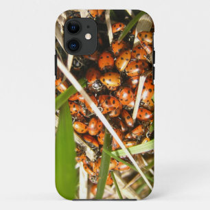 Ladybugs (Coccinellidae) iPhone 11 Hoesje
