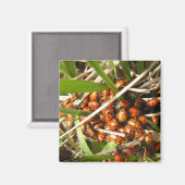 Ladybugs (Coccinellidae) Magneet (Voorkant / Achterkant)