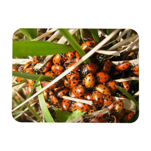 Ladybugs (Coccinellidae) Magneet (Horizontaal)