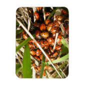 Ladybugs (Coccinellidae) Magneet (Verticaal)