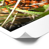 Ladybugs (Coccinellidae) Poster (Hoek)