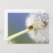 Ladybugs & Dandelion Briefkaart (Voorkant / Achterkant)
