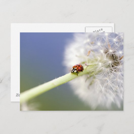 Ladybugs & Dandelion Briefkaart (Voorkant / Achterkant)