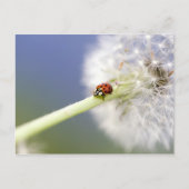 Ladybugs & Dandelion Briefkaart (Voorkant)
