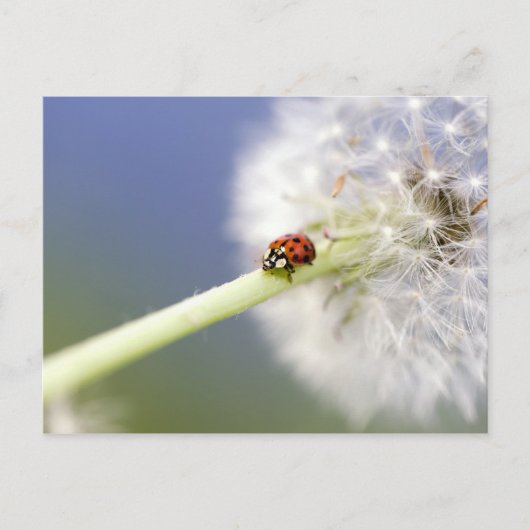 Ladybugs & Dandelion Briefkaart (Voorkant)