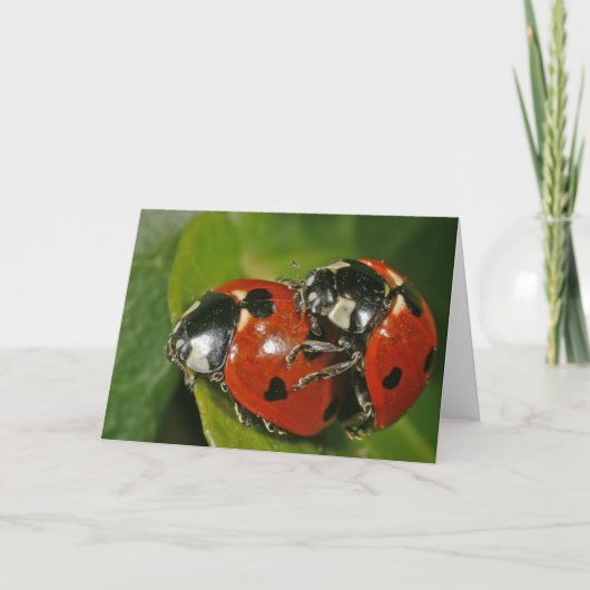 Ladybugs in de liefde kaart (Voorkant)