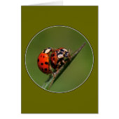 Ladybugs in Love (Voorkant)