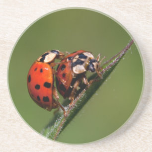 Ladybugs in Love Zandsteen Onderzetter