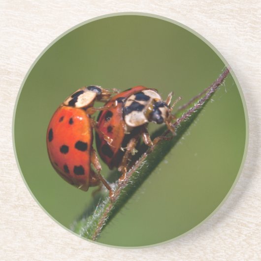 Ladybugs in Love Zandsteen Onderzetter (Voorkant)
