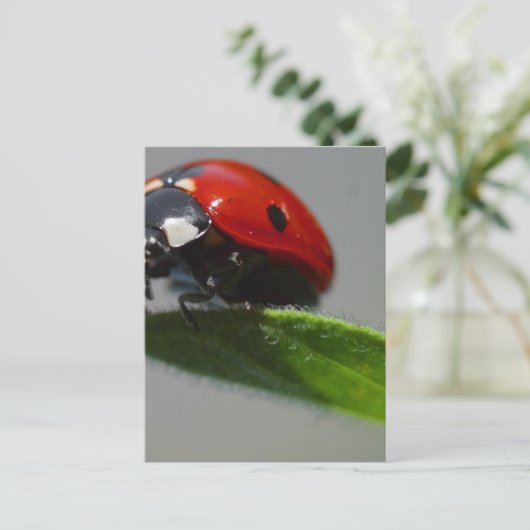 Ladybugs Insects Briefkaart (Staand voorkant)