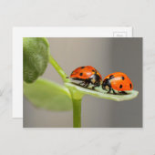 Ladybugs-kaart Briefkaart (Voorkant / Achterkant)