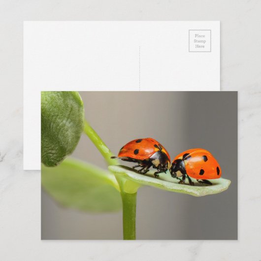 Ladybugs-kaart Briefkaart (Voorkant / Achterkant)