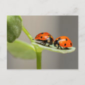 Ladybugs-kaart Briefkaart (Voorkant)
