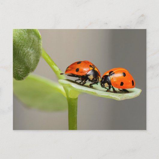 Ladybugs-kaart Briefkaart (Voorkant)