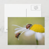Ladybugs op een oxeye daisy, Biei, Hokkaido Briefkaart (Voorkant / Achterkant)