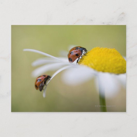 Ladybugs op een oxeye daisy, Biei, Hokkaido Briefkaart (Voorkant)