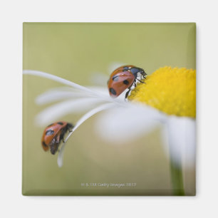 Ladybugs op een oxeye daisy, Biei, Hokkaido Magneet