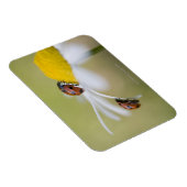 Ladybugs op een oxeye daisy, Biei, Hokkaido Magneet (Rechterzijde)