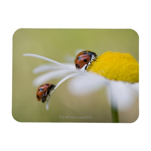 Ladybugs op een oxeye daisy, Biei, Hokkaido Magneet (Horizontaal)