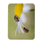 Ladybugs op een oxeye daisy, Biei, Hokkaido Magneet (Verticaal)