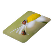 Ladybugs op een oxeye daisy, Biei, Hokkaido Magneet (Linkerzijde)