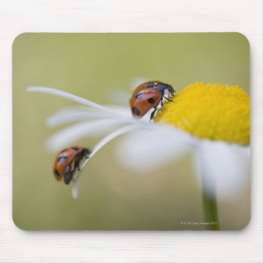 Ladybugs op een oxeye daisy, Biei, Hokkaido Muismat (Voorkant)