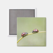 Ladybugs op stam, Biei, Hokkaido, Japan Magneet (Voorkant / Achterkant)