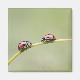 Ladybugs op stam, Biei, Hokkaido, Japan Magneet