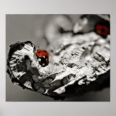 Ladybugs Poster (Voorkant)