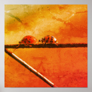 Ladybugs spelen Volg de Abstracte afvoerslang Poster
