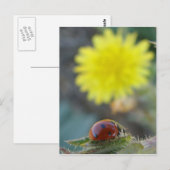 Ladybug's World Briefkaart (Voorkant / Achterkant)