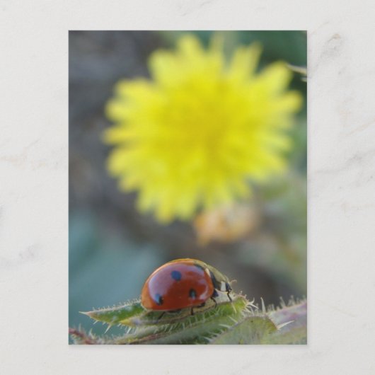 Ladybug's World Briefkaart (Voorkant)