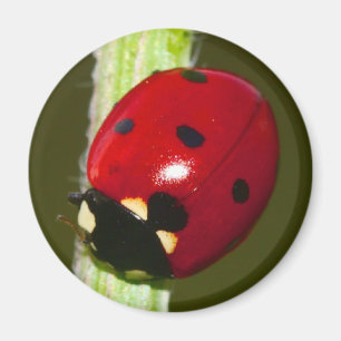 ladykever magnet