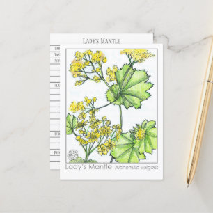 Lady's Mantle Materia Medica Monograph Herbal Briefkaart