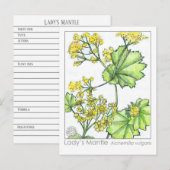 Lady's Mantle Materia Medica Monograph Herbal Briefkaart (Voorkant / Achterkant)