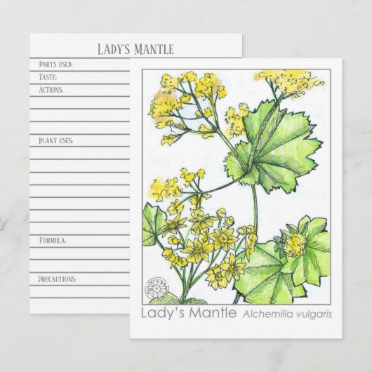 Lady's Mantle Materia Medica Monograph Herbal Briefkaart (Voorkant / Achterkant)