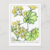Lady's Mantle Materia Medica Monograph Herbal Briefkaart (Voorkant)